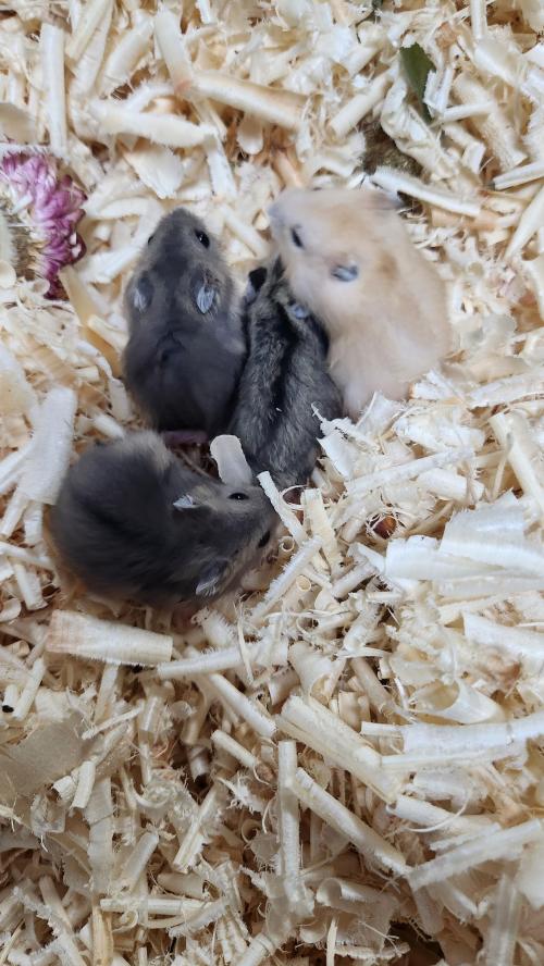 (무료분양)가정분양