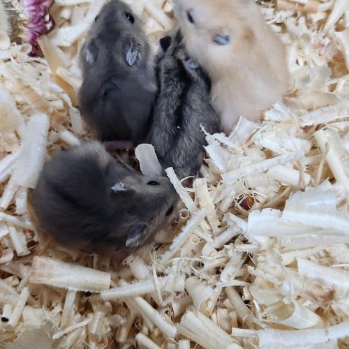 (무료분양)가정분양