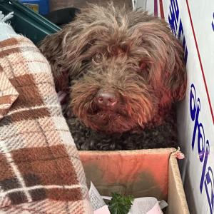 종로구 창신동 토이푸들 찾습니다