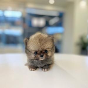 책임비 10만 세이블포메라니안