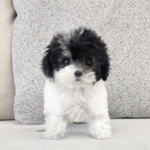 토이푸들분양 파티푸들분양 푸들책임분양