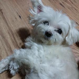 서울 서대문구 홍은동 마르티즈 강아지 찾아요.