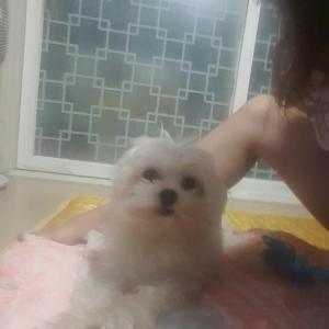 말티즈강아지를찾습니다
