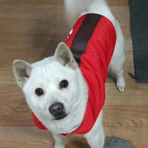 대전 대덕구 신탄진동 잘생긴 믹스견 찾습니다.