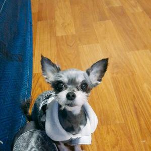 의정부시에서 요크셔테리어를 찾습니다