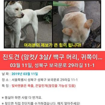 몽실이를 찾아주세요!!!사례금 50만원