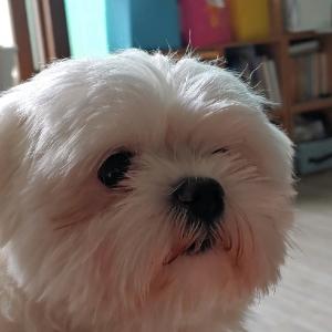 말티즈 강아지를 찾아주세요