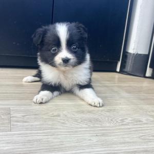 2개월령 보더콜리 공주님 45만원에 분양하고 있습니다