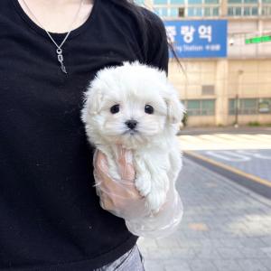 [35만] 귀여운 외모와 뛰어난 성격으로 인기많은 말티푸 분양보내요~
