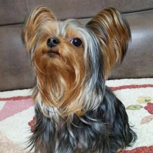 요크셔테리어(수컷) 찾고있어요