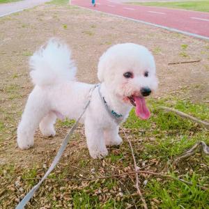 비숑프리제 남아 베베 찾습니다.(사례 有)