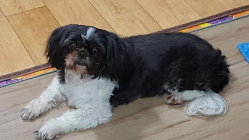 강서구 공항동 강아지보호중입니다