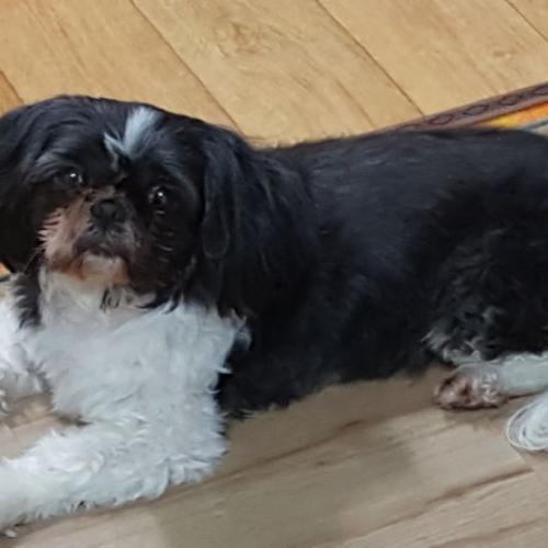 강서구 공항동 강아지보호중입니다