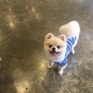 강아지를 찾습니다..