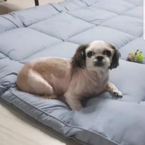 서산시 해미면 시츄 찾아주세요