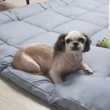 서산시 해미면 시츄 찾아주세요