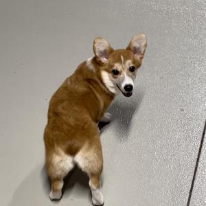 단원구 신길동 근방에서 저희 뚱실이 찾습니다