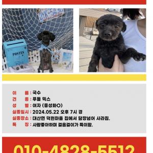 창원대산에서 강아지를 잃어버렸습니다