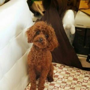 갈색  푸들을 찾습니다