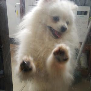 강아지를 찾습니다