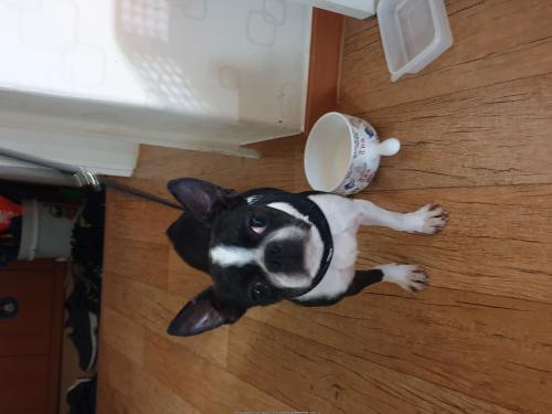 강서구개화동에서 보스톤테리어 데려와 보호중입니다