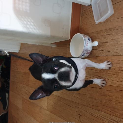 강서구개화동에서 보스톤테리어 데려와 보호중입니다