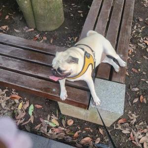 강아지찾아요 신산공원 뒷편주택