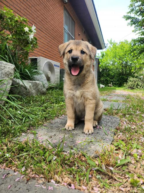 2개월 갈색아가, 가족을 기다립니다.