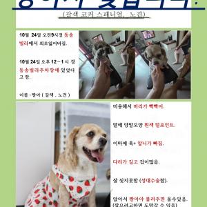 강아지찾아요