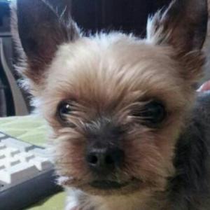 강아지를 찾아요~ 덕구야 어디있니?ㅠㅠ