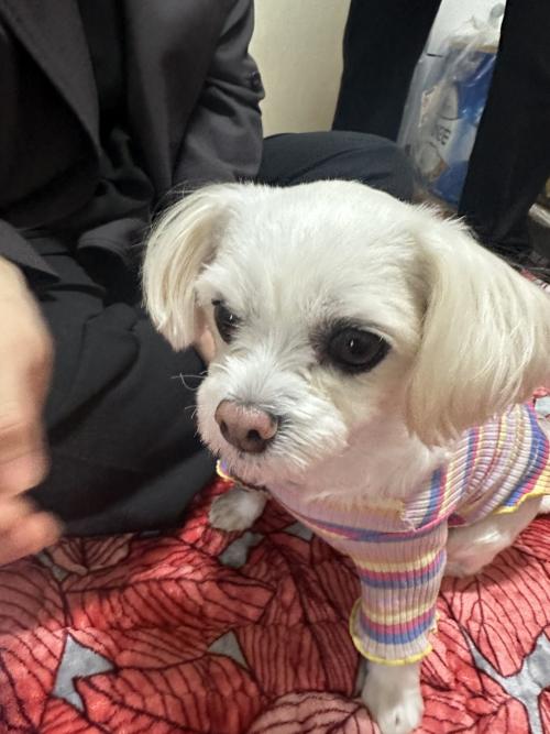 말티즈 사랑으로 키워주세요