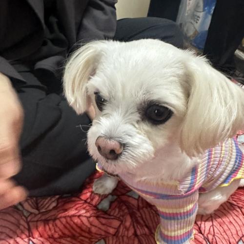 말티즈 사랑으로 키워주세요