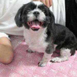 저의 강아지 예빈이를 찾습니다.