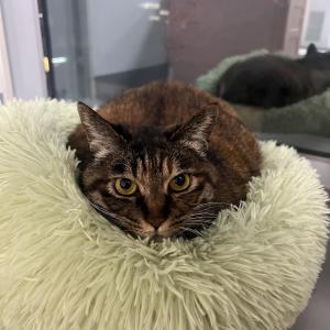 5살 고양이 무료분양합니다.