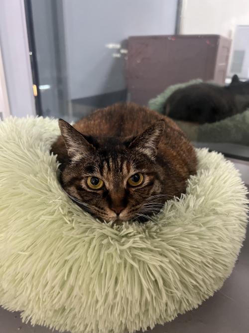 5살 고양이 무료분양합니다.