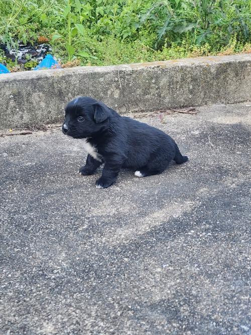 강아지 분양합니당