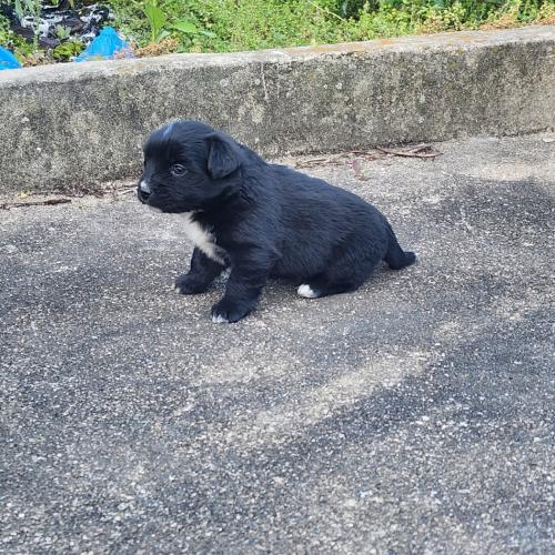 강아지 분양합니당