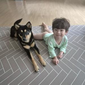 (김포시) 진돗개(블랙탄) 찾아요