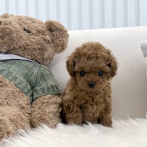 [5만원] 2개월 토이푸들 단추 분양중이에요 ❤