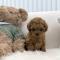 [5만원] 2개월 토이푸들 단추 분양중이에요 ❤