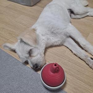 콩이를찾습니다