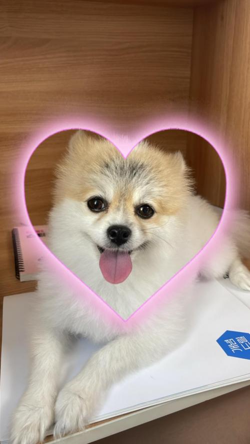 강아지 찾습니다