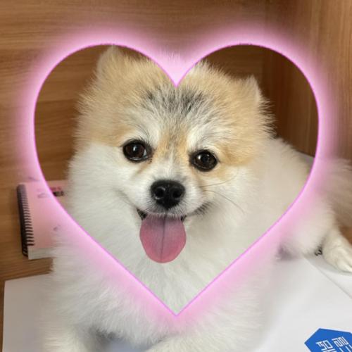 강아지 찾습니다