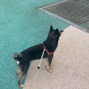 강아지 찾습니다