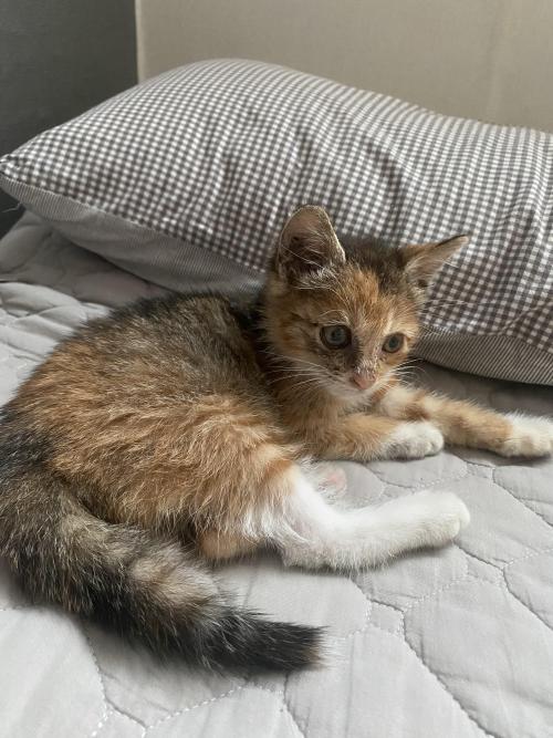 【임보중인 아기고양이와 가족이 되어주실 분】