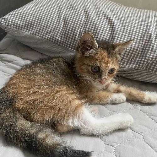 【임보중인 아기고양이와 가족이 되어주실 분】