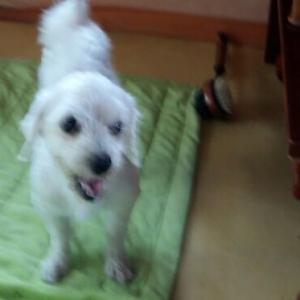 관악구 봉천동에서 잃어버린 말티즈 수컷 찾습니다.