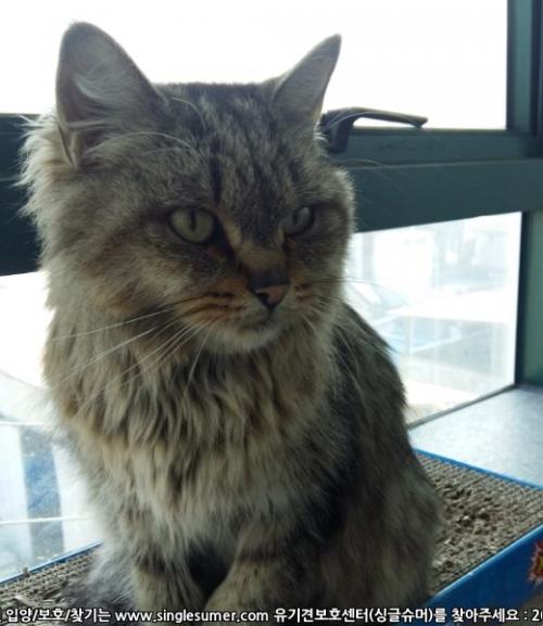 경북 안동) 고양이 잃어버리신 분 계신가요?
