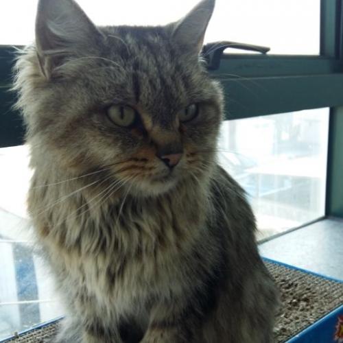 경북 안동) 고양이 잃어버리신 분 계신가요?