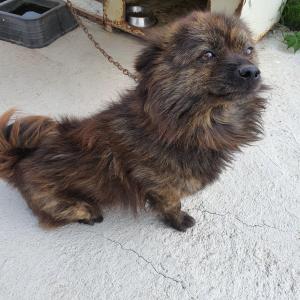 강아지 찾습니다